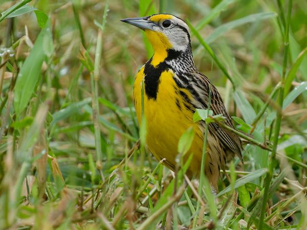<h3><a href="/trips/costa-rica/biota/animalia/chordata/aves/040 passeriformes/124 icteridae/sturnella magna/sturnella magna-nl.html">Sturnella&nbsp;magna</a> / Eastern&nbsp;meadowlark / Witkaakweidespreeuw</h3>OM-1 Mark II met OLYMPUS M.150-400mm F4.5 TC, 1/2000 sec  bij F5.6, ISO 2000, afstand 10.8&nbsp;m